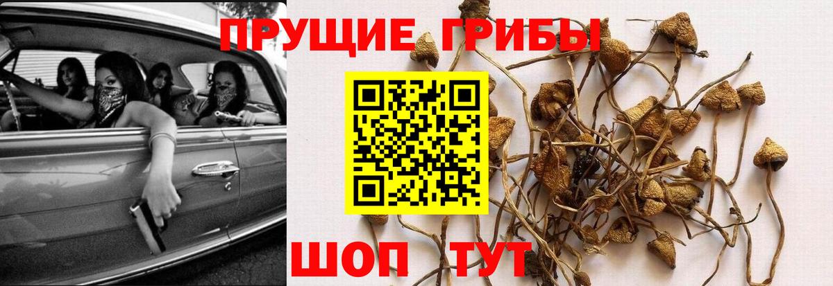 купить закладку  Вход с VPN  Псилоцибиновые грибы MAGIC MUSHROOMS  Белебей  Псилоцибиновые грибы MAGIC MUSHROOMS 